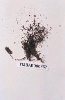 藏品(虎尾苔)的圖片